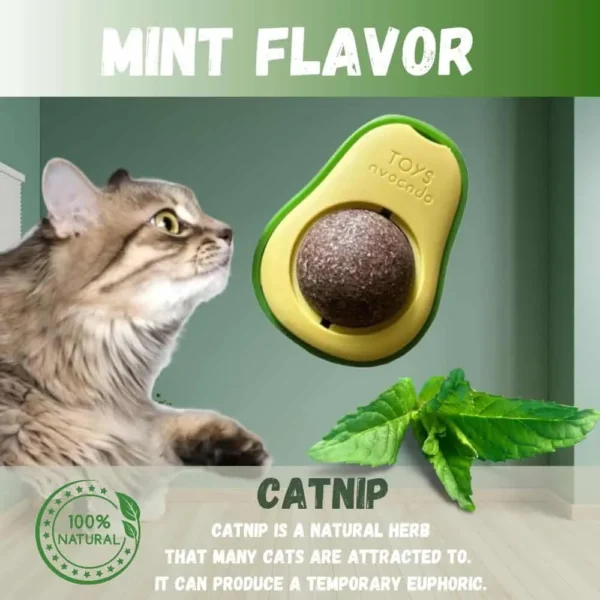 Abacate Catnip - Hortela - Image 4